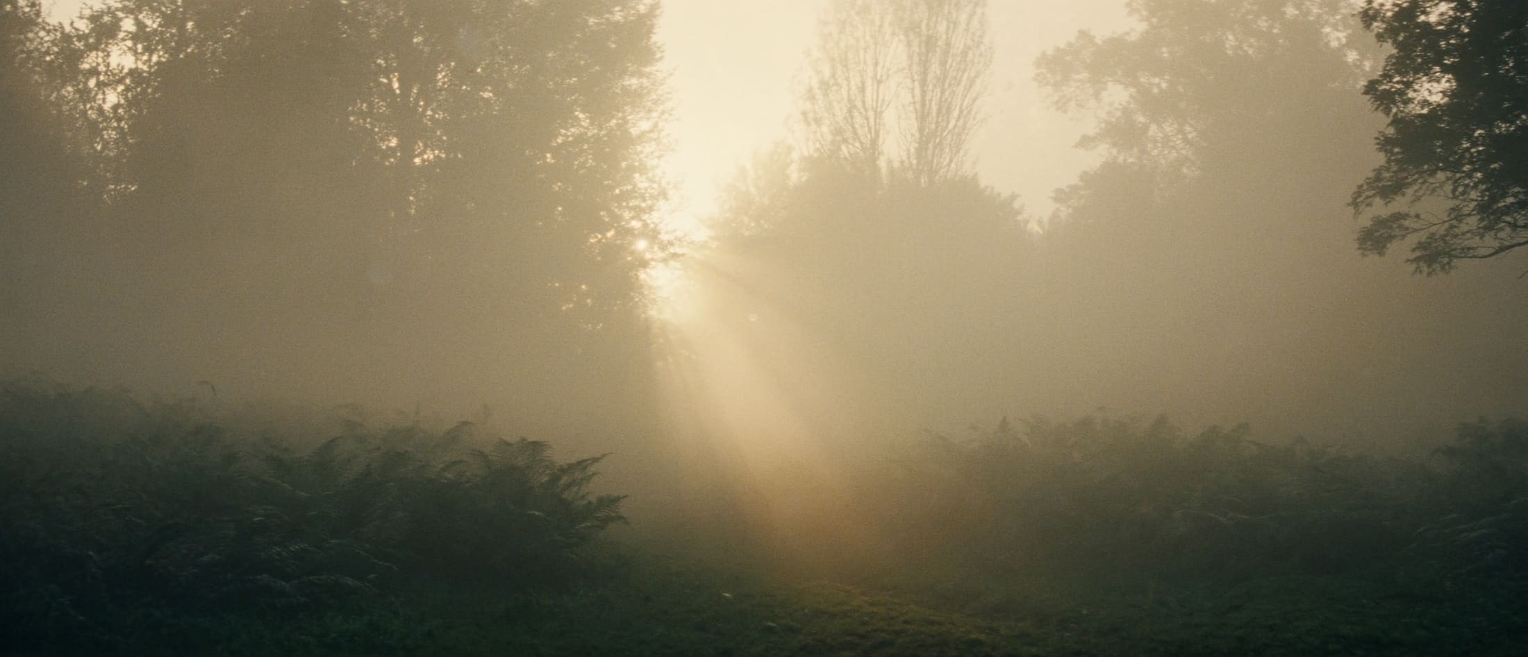 Early morning sunlight breaking through mist in a quiet wooded clearing
