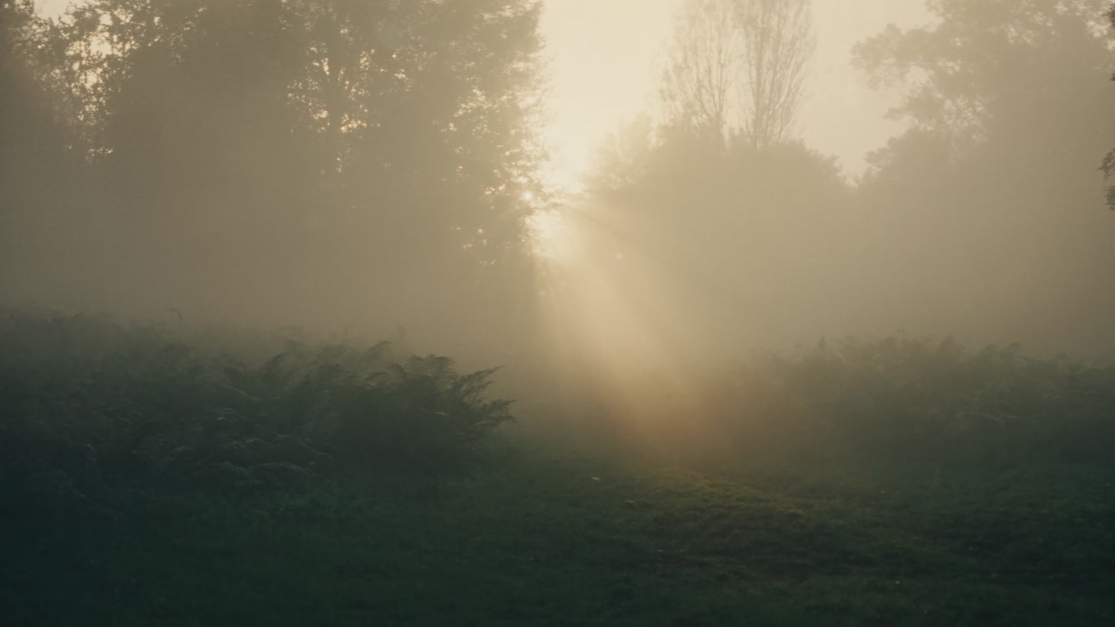 Morning mist drifting through a quiet wooded clearing as early sunlight breaks through the trees
