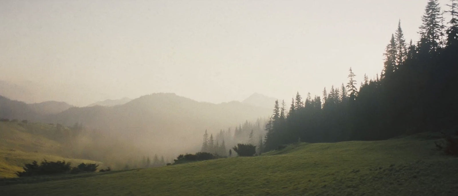 Misty alpine ridgelines at dawn, mist drifting through the pines